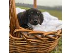 Akc longhaired dachshund