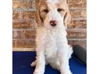 Goldendoodle Puppy for sale in Albuquerque, NM, USA