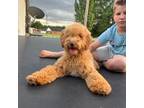 Mutt Puppy for sale in Honea Path, SC, USA