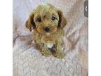 Cavapoo Puppy for sale in Winthrop, MA, USA