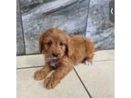 Cavapoo Puppy for sale in Winthrop, MA, USA