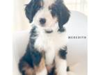 Mutt Puppy for sale in Tipton, IN, USA