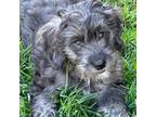 Mutt Puppy for sale in Huntley, IL, USA