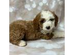 Mutt Puppy for sale in Saint Simons Island, GA, USA