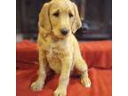Labradoodle Puppy for sale in Nashville, NC, USA
