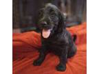 Labradoodle Puppy for sale in Nashville, NC, USA