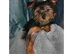 Yorkshire Terrier Puppy for sale in Kalona, IA, USA