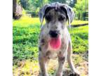 Great Dane Puppy for sale in Buena, NJ, USA