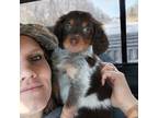 Brittany Puppy for sale in Tecumseh, MI, USA