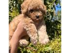 Poodle (Toy) Puppy for sale in Rancho Cucamonga, CA, USA