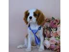 Cavalier King Charles Spaniel Puppy for sale in Pasadena, MD, USA