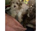 Havanese Puppy for sale in Madison, IN, USA