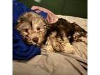 Havanese Puppy for sale in Madison, IN, USA