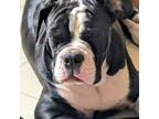 Olde English Bulldogge Puppy for sale in Flushing, MI, USA