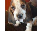 Basset Hound Puppy for sale in Mount Pleasant, MI, USA