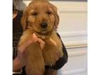 Golden Retriever Puppy for sale in Los Angeles, CA, USA