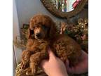 Mutt Puppy for sale in Poplarville, MS, USA