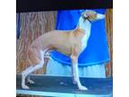 Italian Greyhound Puppy for sale in Parsons, TN, USA