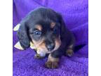 Dachshund Puppy for sale in Chattanooga, OK, USA
