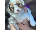 Poodle (Toy) Puppy for sale in Pleasant Hill, CA, USA