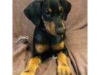 Doberman Pinscher Puppy for sale in Hattiesburg, MS, USA