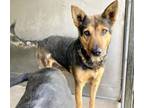 Adopt ZARA a German Shepherd Dog, Mixed Breed
