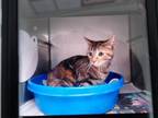 Adopt PRECIOUS a Domestic Short Hair