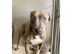 Adopt DIVA a Pit Bull Terrier