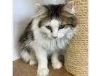 Adopt Sonnett a Domestic Long Hair