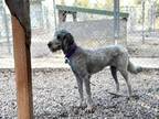 Adopt Blue Bell a Giant Schnauzer, Standard Poodle