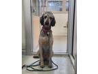 Adopt Sophie a Standard Poodle, Giant Schnauzer