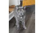 Adopt Catrina a Domestic Short Hair