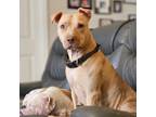 Adopt Calliope a Pit Bull Terrier, Mixed Breed