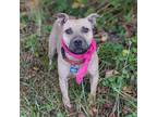 Adopt Gladys a Pit Bull Terrier, Mixed Breed
