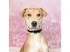 Adopt Ta'Laysha a Labrador Retriever