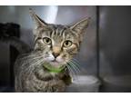 Adopt Audra a Tabby