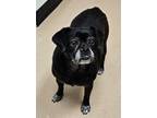 Adopt Cherry a Pug, Mixed Breed
