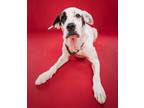 Adopt Mia a Labrador Retriever, Mixed Breed