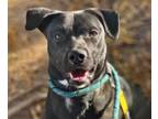 Adopt UMBREON* a Labrador Retriever, Mixed Breed