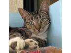 Adopt Outback a Domestic Short Hair