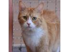 Adopt Loosey Goosey a Domestic Medium Hair