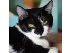 Adopt Mapache a Domestic Short Hair