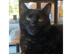 Adopt Glimmer a Domestic Short Hair