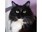 Adopt Filaria a Domestic Medium Hair