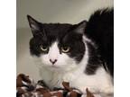 Adopt Lulu a Domestic Short Hair