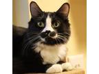 Adopt Percula a Domestic Medium Hair