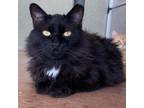 Adopt Delara a Domestic Long Hair