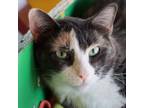 Adopt Thelatha a Domestic Short Hair