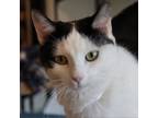 Adopt Gwynn a Domestic Short Hair