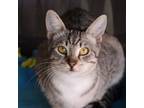 Adopt Salvia a Domestic Short Hair